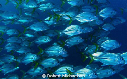 Nice school of jacks that passed close by by Robert Michaelson 